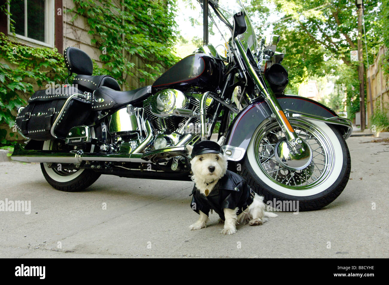 Cane indossando giacca di pelle Hat in piedi accanto alla moto Foto Stock