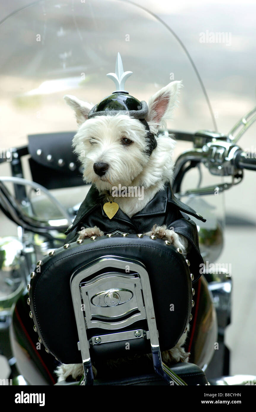Cane indossando giacca di pelle casco moto di seduta Foto Stock