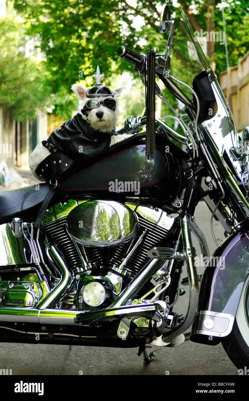 Cane giacca di pelle, occhiali da sole casco moto Foto stock - Alamy