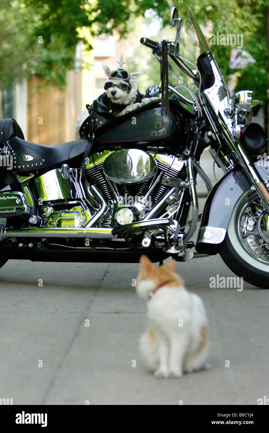 Cane biker moto gatto sembra Foto Stock