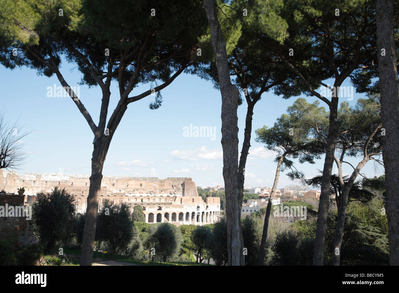 Alberi di pino con il Colosseo romano, Roma, Italia Foto Stock