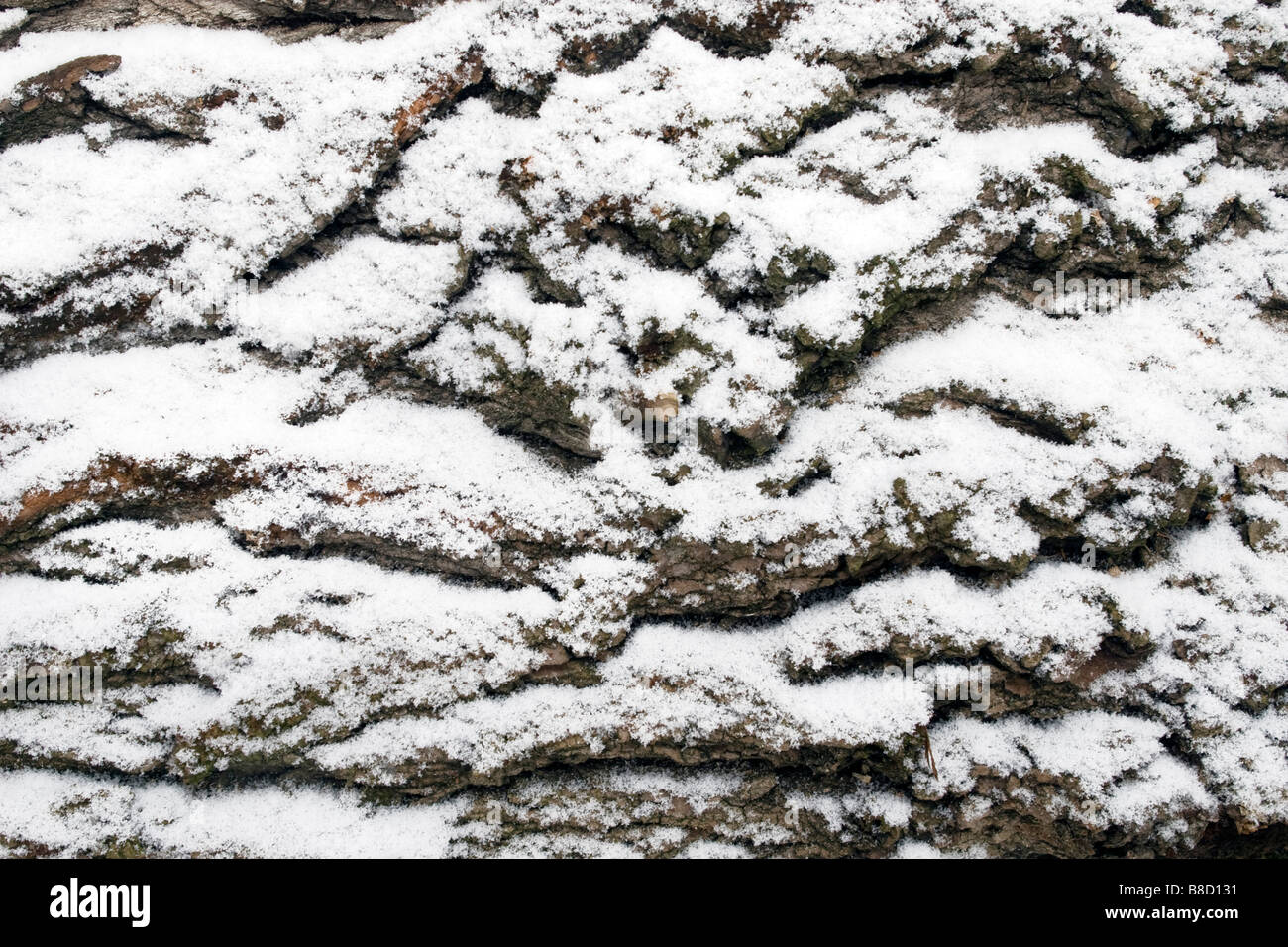 Primo piano della corteccia di albero coperto di neve. Foto Stock