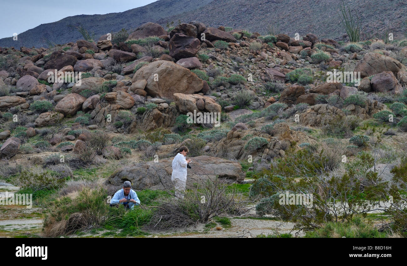 Campo botanici, Glorietta Canyon, Anza Borrego, CA 090215 33889 Foto Stock