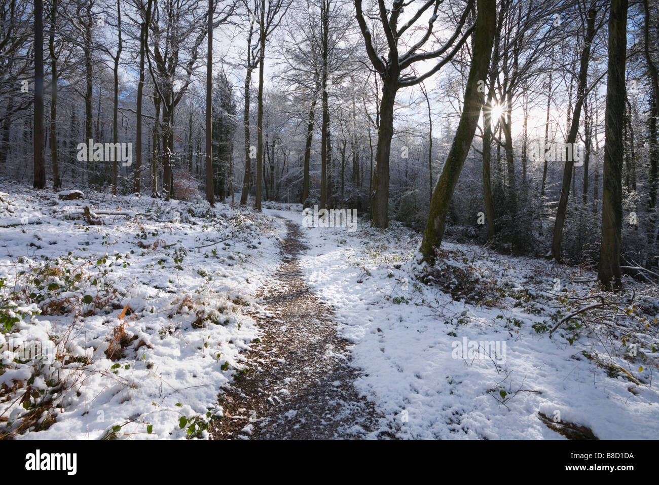 Foresta di Dean in inverno Gloucestershire England Regno Unito Foto Stock