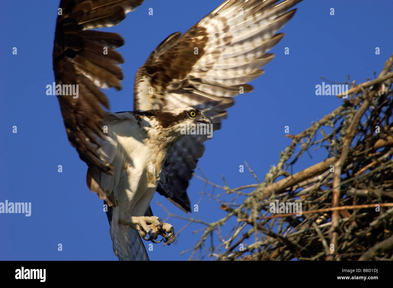 Falco pescatore (Pandion haliaetus) in atterraggio nido, Nova Scotia Foto Stock