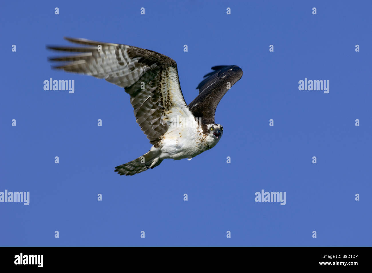 Falco pescatore (Pandion haliaetus), Nova Scotia Foto Stock