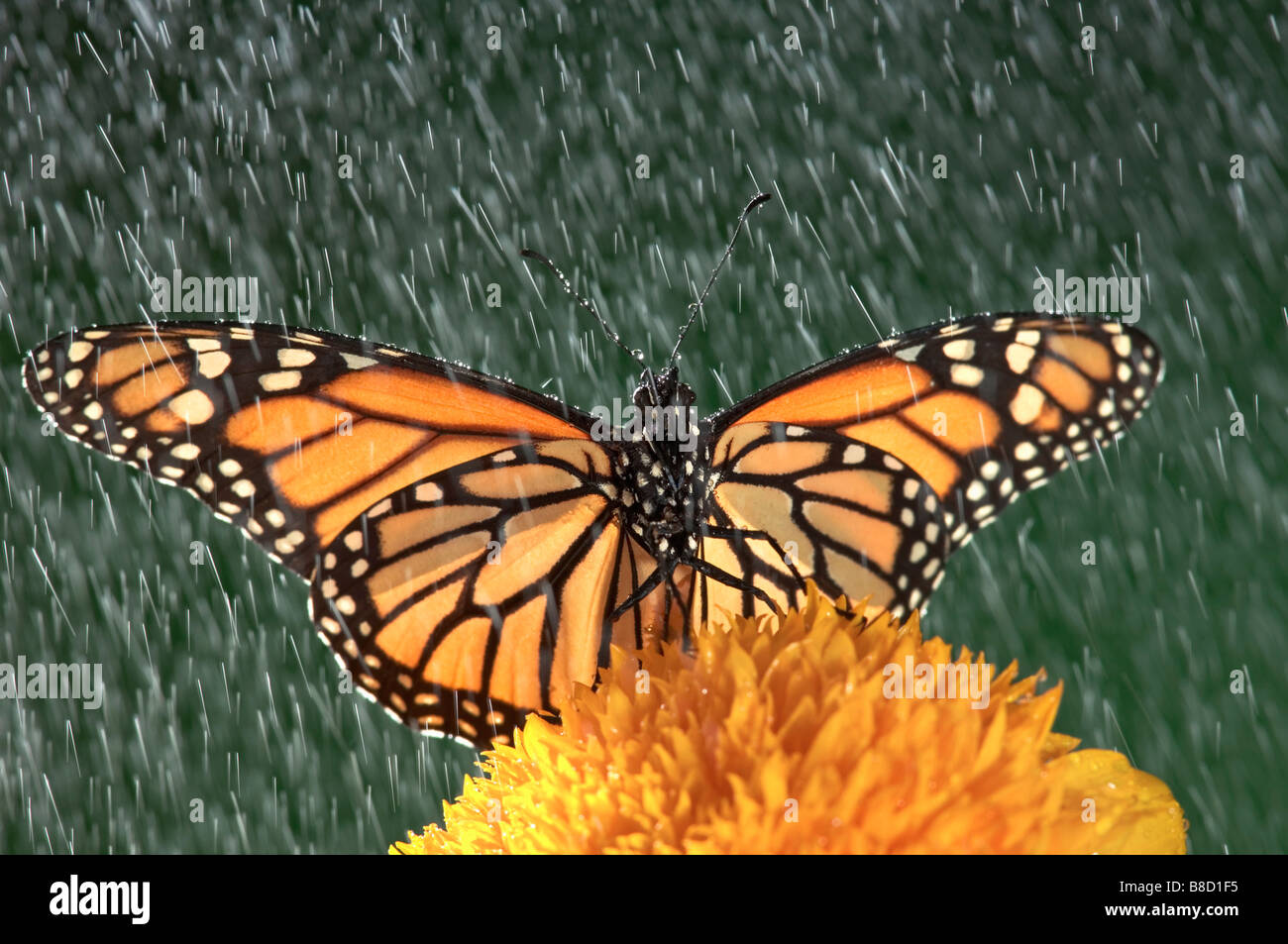 Farfalla monarca (Danaus plexippus) pioggia Girasole, Nova Scotia Foto Stock