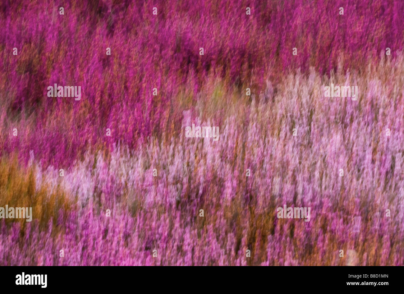 La pelle viola è sfocata con Movimenti Intenzionali della fotocamera Foto Stock