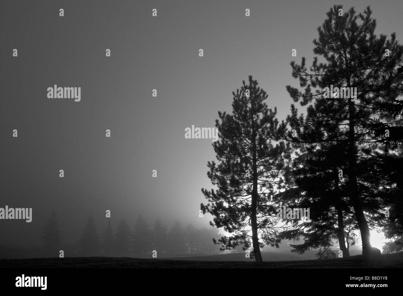 Alberi di pino Notte di Nebbia Foto Stock