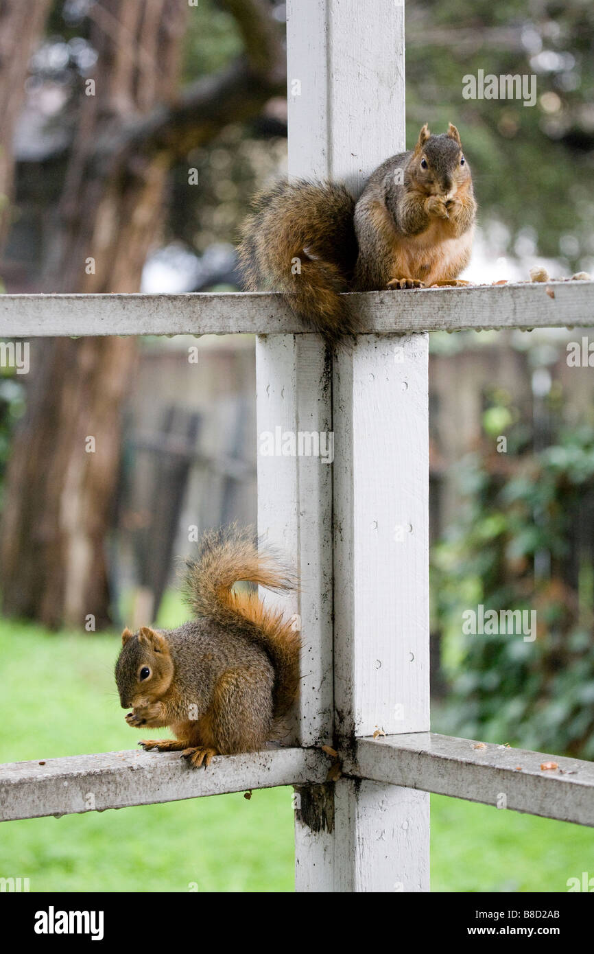 Due maschio scoiattoli mangiare noccioline su un portico Foto Stock