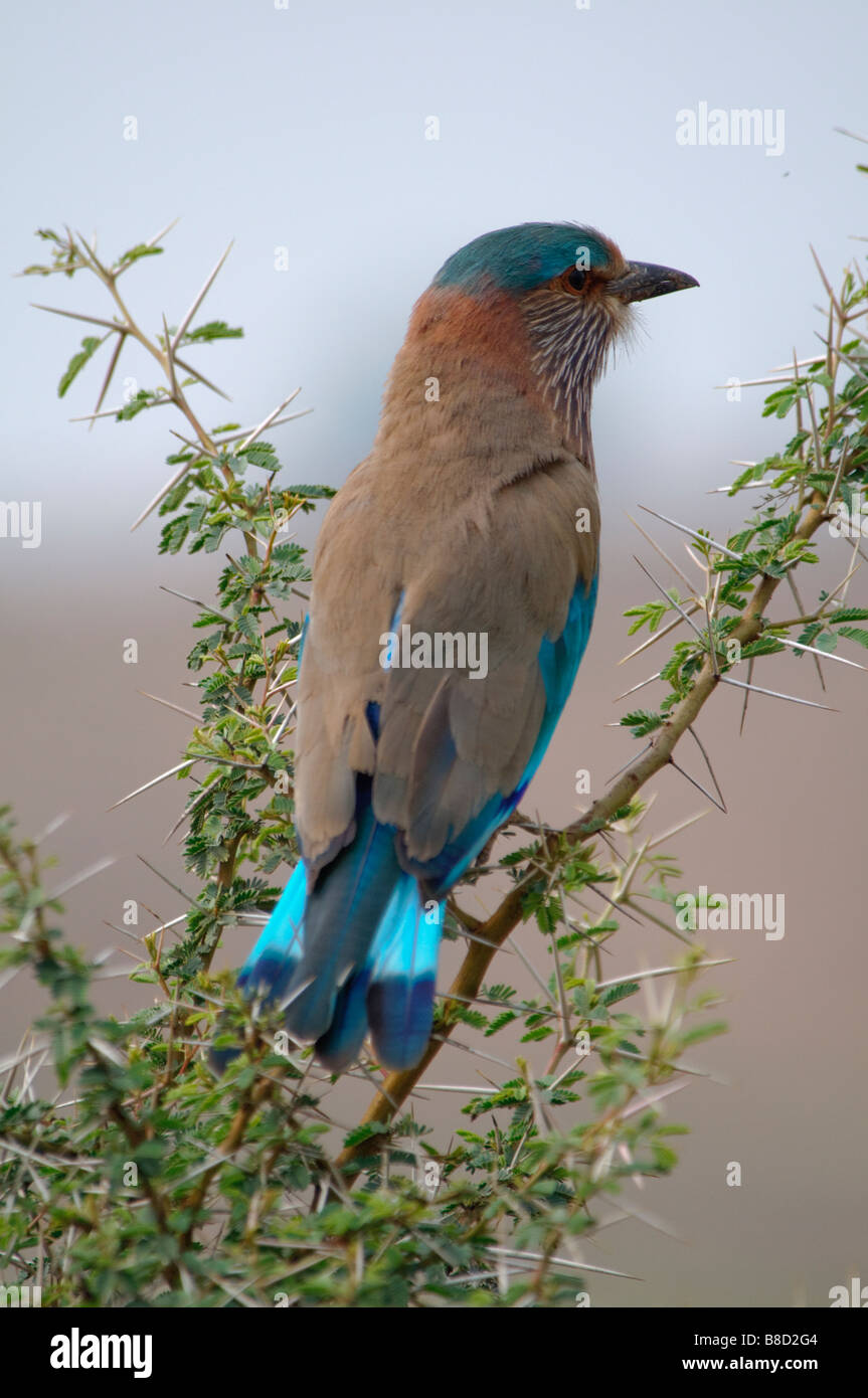 Adulto rullo indiana Coracias benghalensis seduto su una spina bush nel deserto indiano Foto Stock