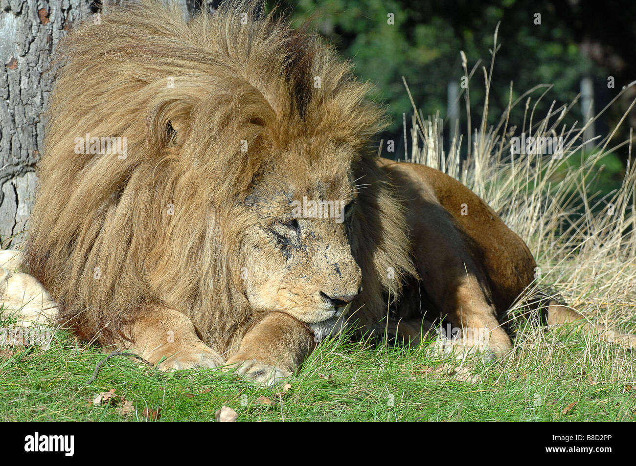 Lion tenendo un riposo a Woburn Safari Park bedfordshire Foto Stock