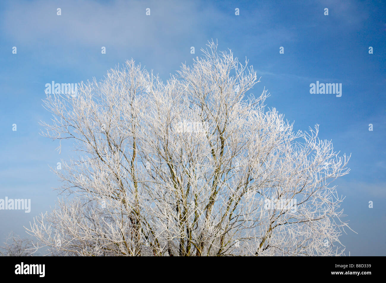 Congelati i cristalli di ghiaccio su un albero a seguito di una trasformata per forte gradiente la brina sulla terra di palude nella campagna di Norfolk con un croccante di colore blu cielo invernale Foto Stock