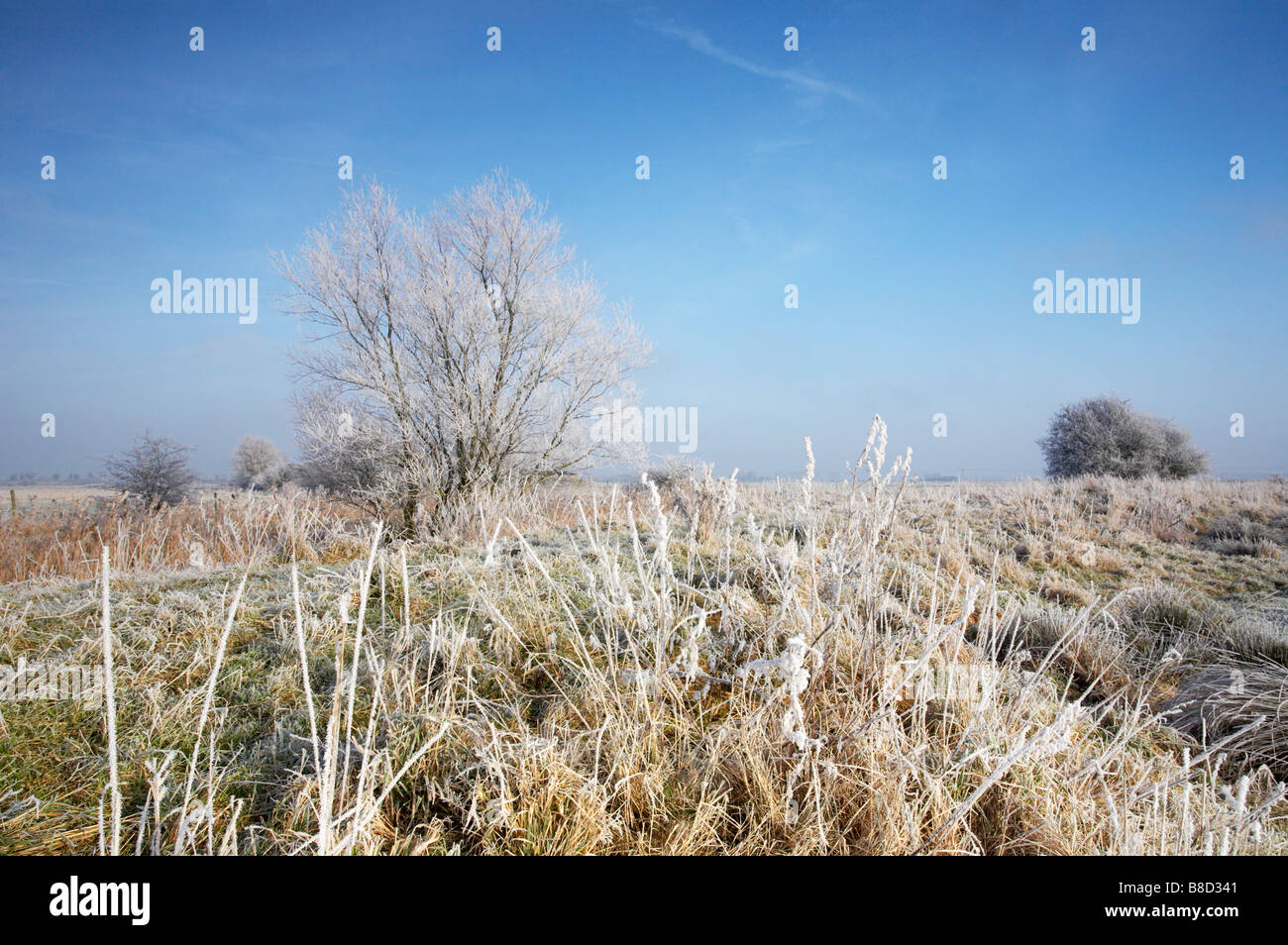 Congelati trasformata per forte gradiente smerigliati palude terreni da St Benet's Abbey su Norfolk Broads Foto Stock