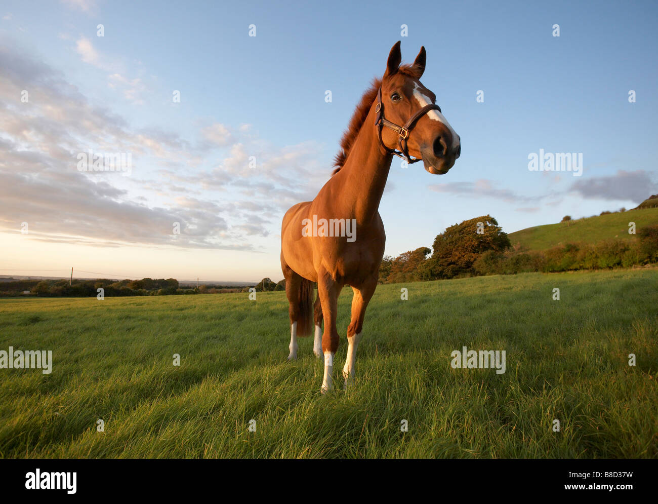 Cavallo della castagna Foto Stock