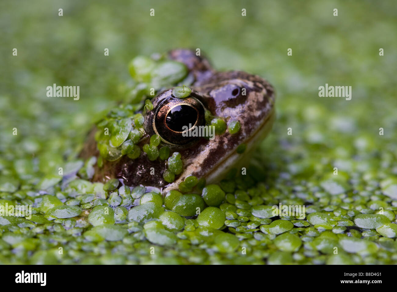 Rana comune (Rana temporaria) nel laghetto in giardino, London, Regno Unito Foto Stock