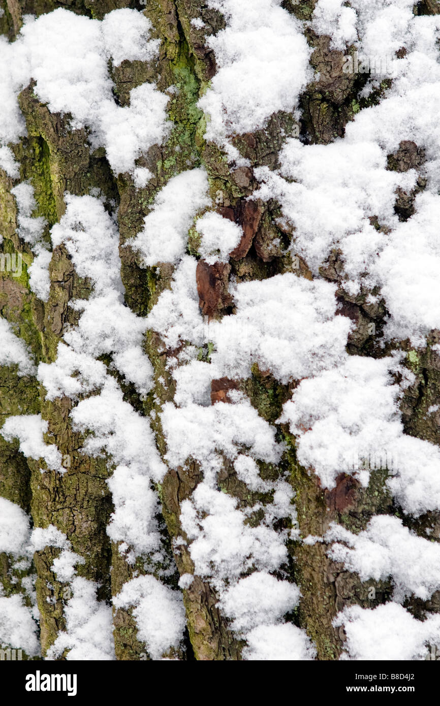 Primo piano della corteccia di albero coperte di muschio e neve. Foto Stock