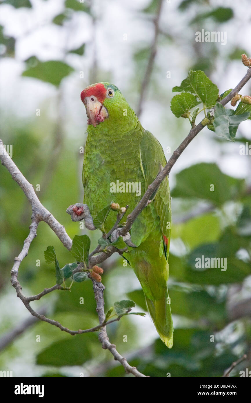 Rosso-incoronato Parrot Amazona viridigenalis Pharr Texas Stati Uniti 28 marzo adulto Psittacidae Foto Stock