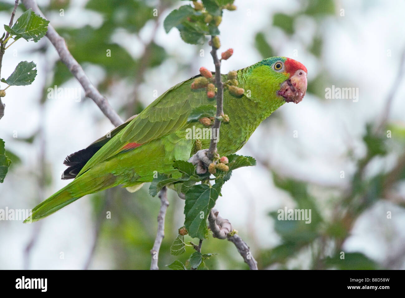 Rosso-incoronato Parrot Amazona viridigenalis Pharr Texas Stati Uniti 28 marzo adulto Psittacidae Foto Stock