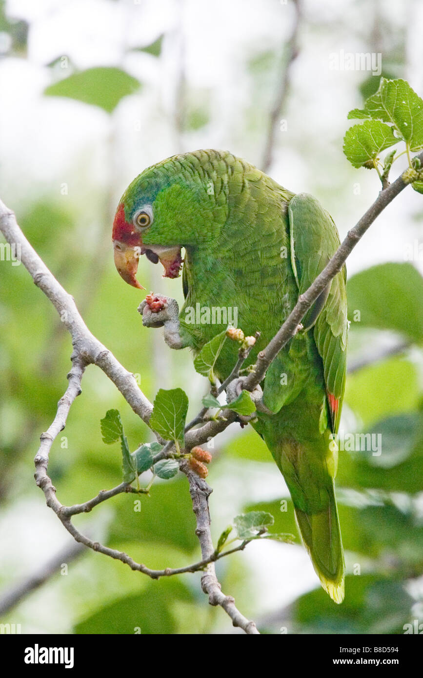 Rosso-incoronato Parrot Amazona viridigenalis Pharr Texas Stati Uniti 28 Marzo Psittacidae Foto Stock
