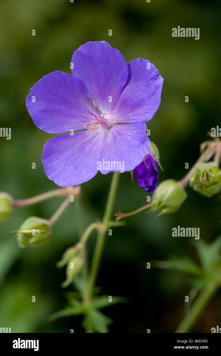 Close up di Prato selvatico Cranesbill fiori e seedheads. (Verticale) Foto Stock