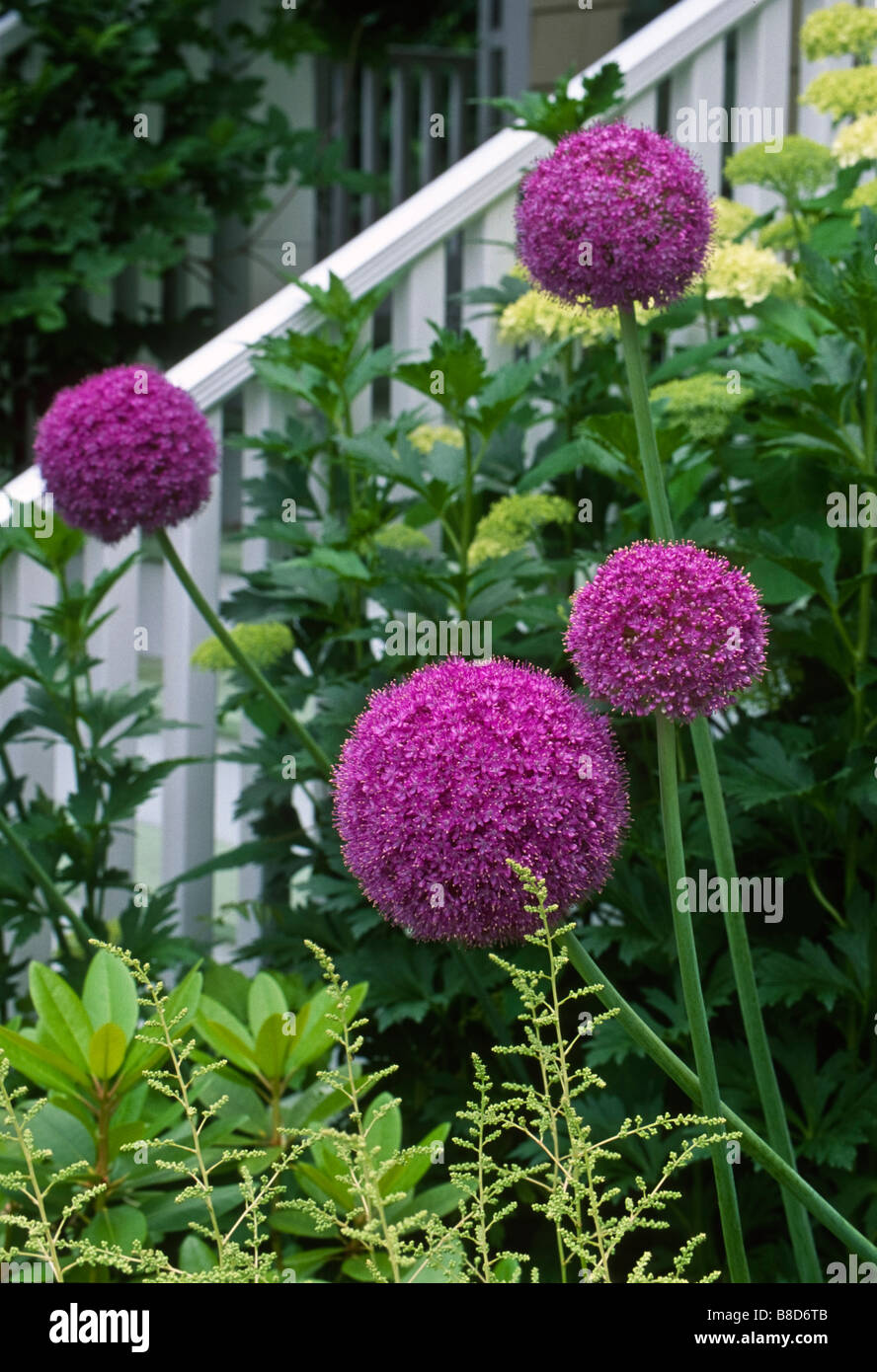 Giganti cipolle ornamentali elevarsi al di sopra di altre piante in questo giardino dooryard ai primi di giugno. Foto Stock