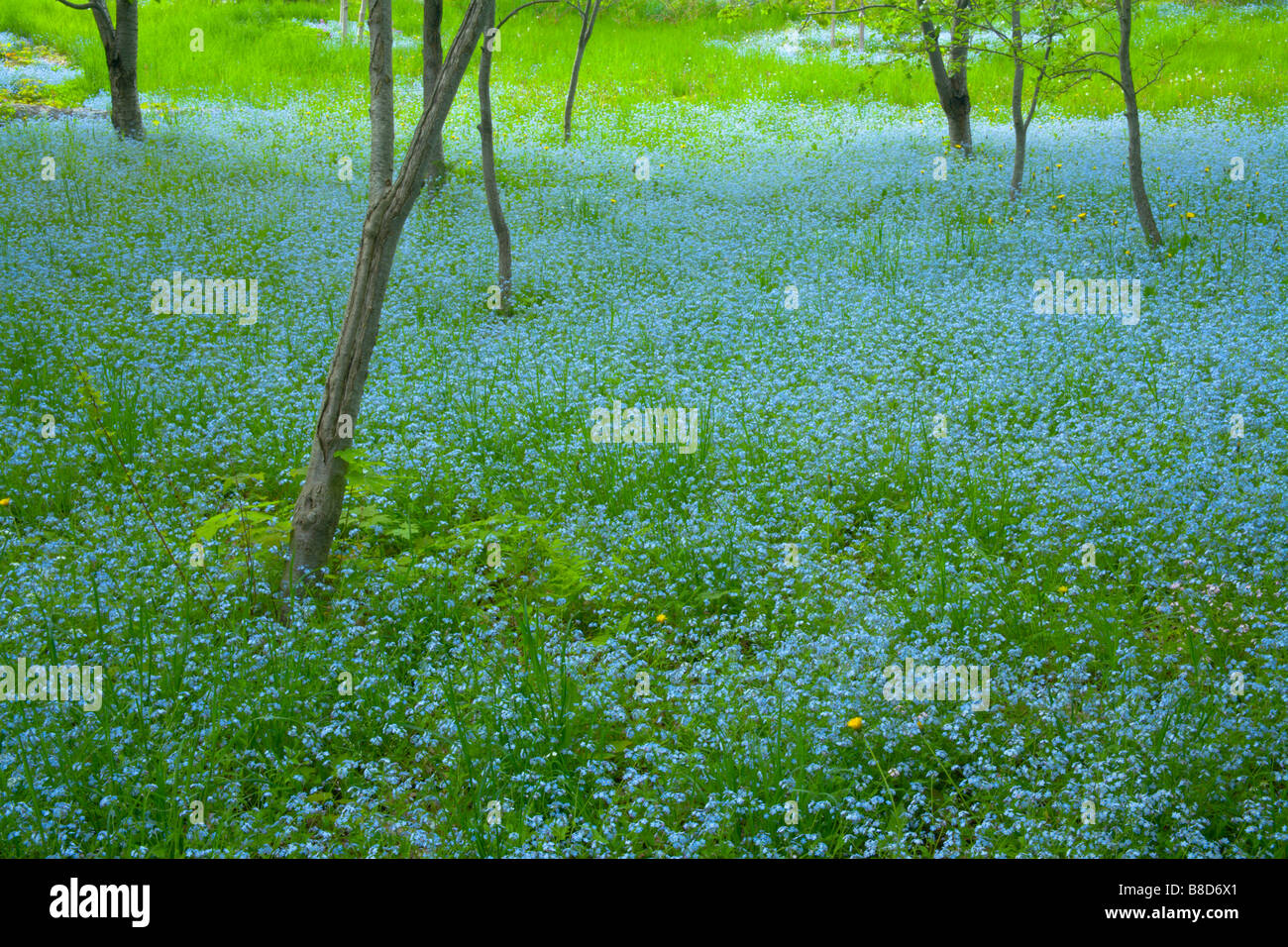Dimenticare blu-me-middlesbrough, Nuovo Minas, Nova Scotia Foto Stock