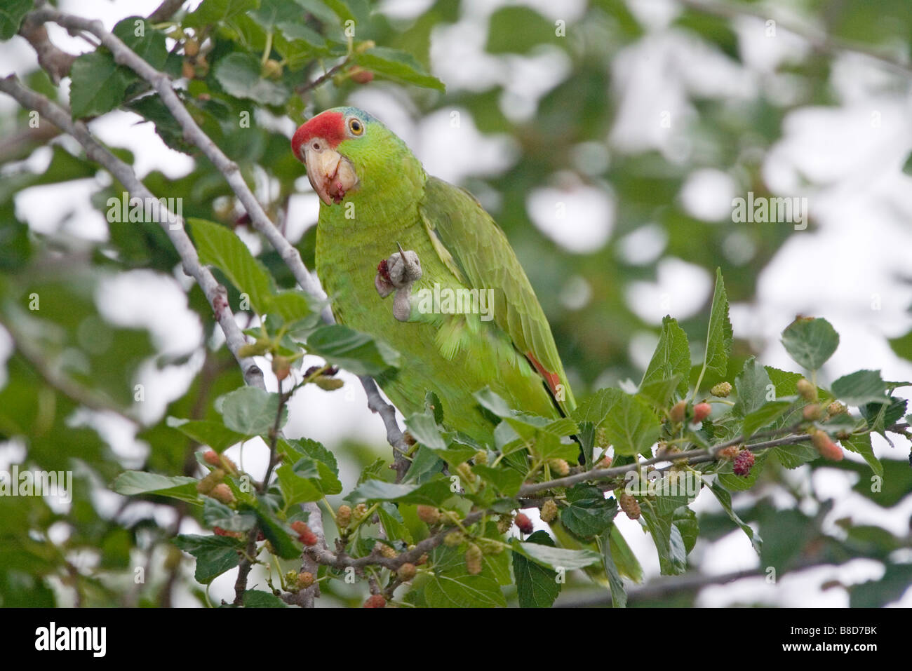 Rosso-incoronato Parrot Amazona viridigenalis Pharr Texas Stati Uniti 28 marzo adulto Psittacidae Foto Stock