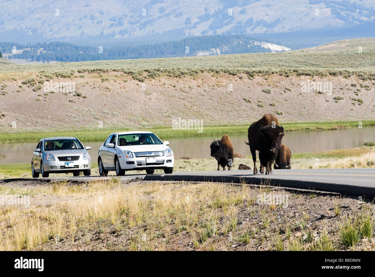 Fermo del traffico su autostrada attraverso la valle di Hayden nel Parco Nazionale di Yellowstone Foto Stock