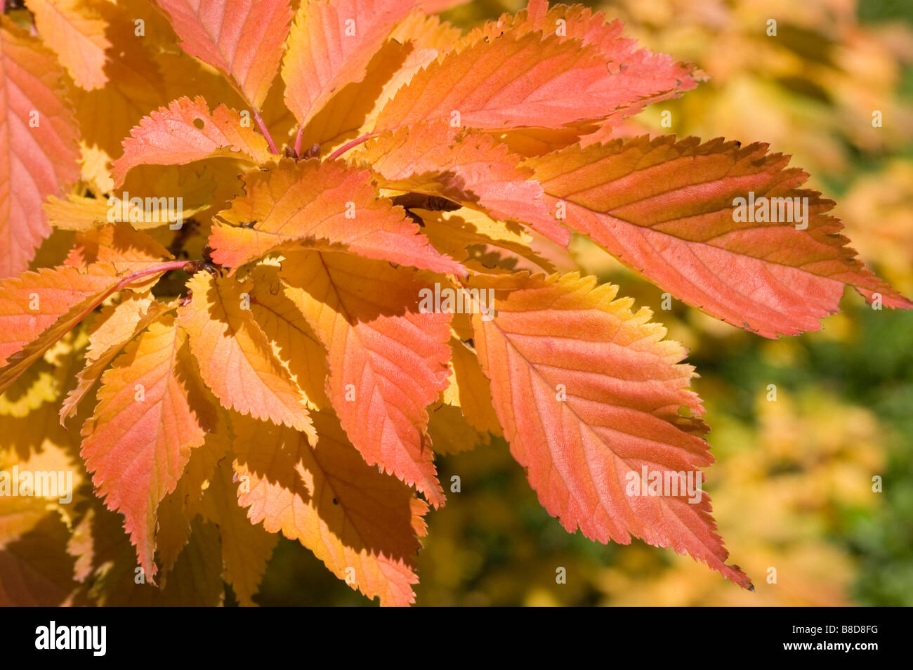 Rosso Giallo Foglie di autunno di ciliegio, prunus x hillieri Kornicensis,  famiglia delle Rosacee Foto stock - Alamy