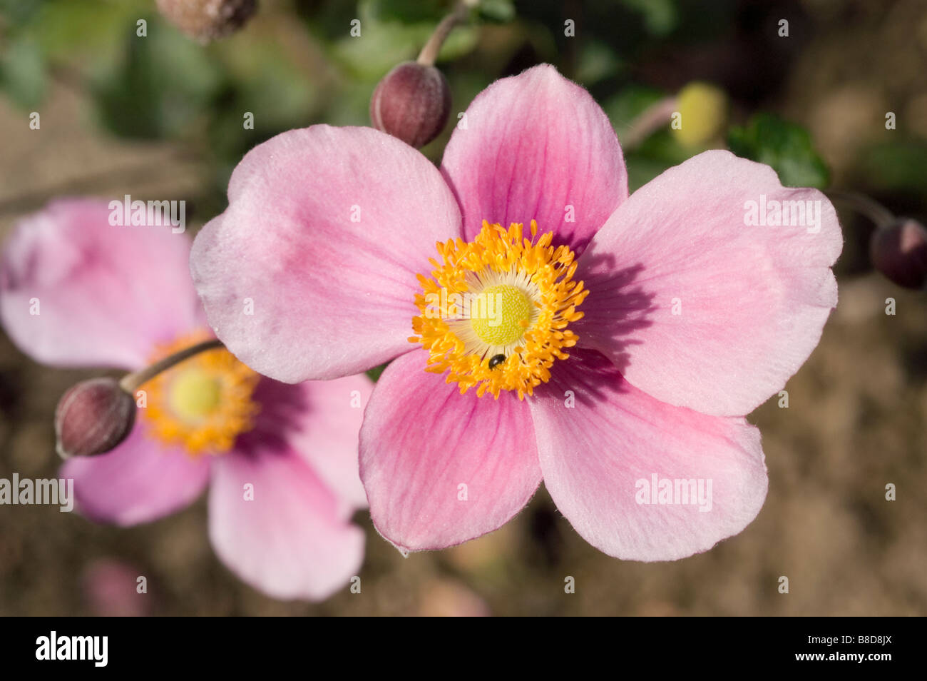 Thimbleweed giapponese, Giapponese, Windflower Anemone giapponese, Giapponese Thimbleflower, Anemone hupehensis hort. Il fascino di settembre Foto Stock