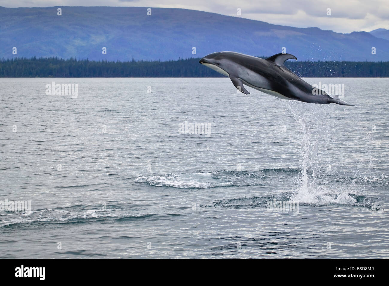 Alta jumping pacifico facciata bianca Dolphin a largo della costa del nord dell'isola di Vancouver in British Columbia, Canada. Foto Stock