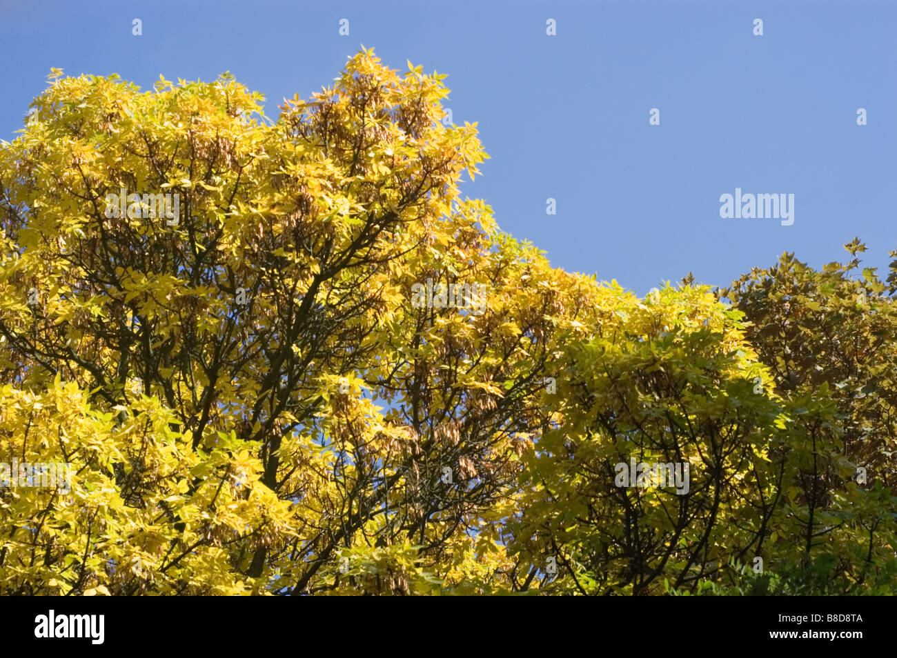 Giallo Foglie di autunno di rosso il Frassino, Fraxinus Pennsylvanica Crispa, Oleaceae | Piante ornamentali Foto Stock