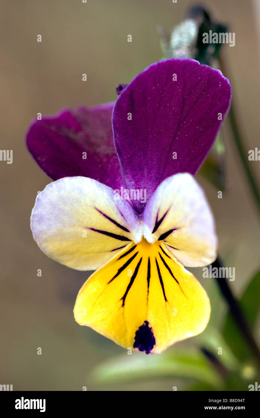 Giallo Viola Bianco fiore di viola tricolore Foto Stock