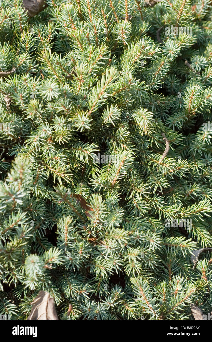 Abete bianco, Picea glauca Echiniformis, famiglia Pinaceae Foto Stock