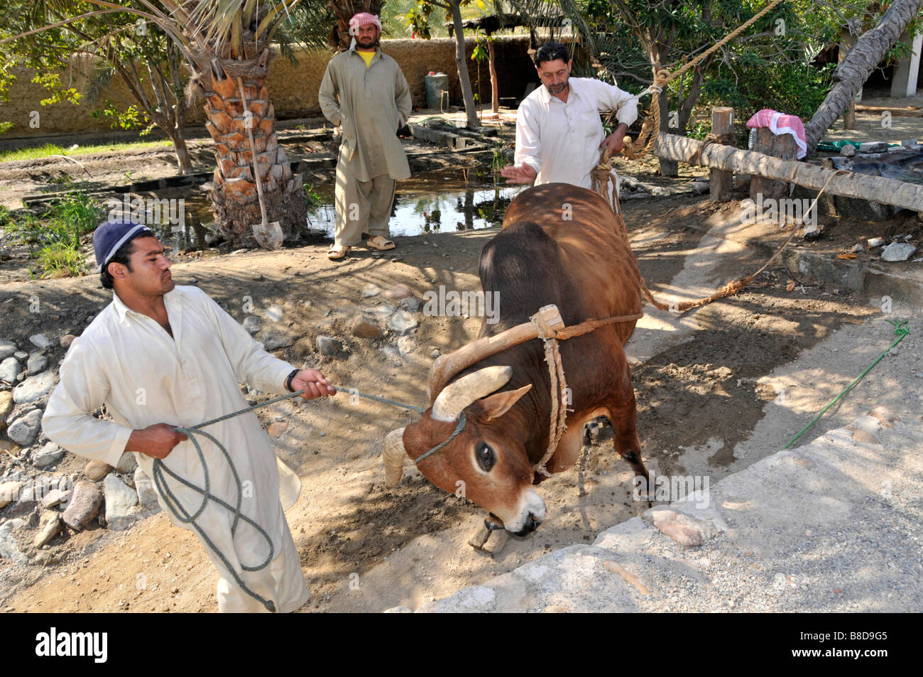 Fujairah Heritage Village mostra storico & aspetti tradizionali della vita araba come buoi imbrigliato per estrarre acqua dal pozzo Foto Stock