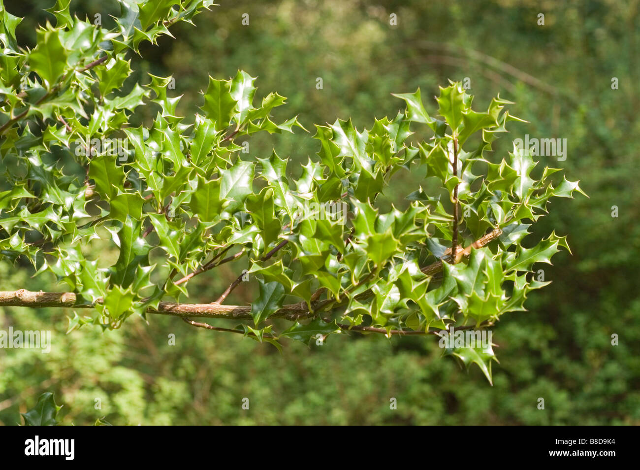 Foglie di colore verde scuro di Holly, Europeo Holly, inglese Holly - Aquifoliaceae, Ilex aquifolium Foto Stock