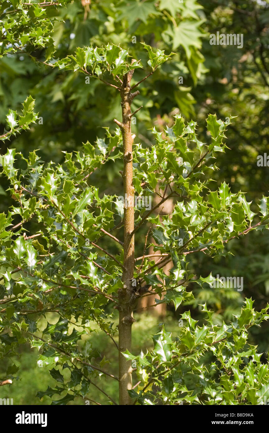 Foglie di colore verde scuro di Holly, Europeo Holly, inglese Holly - Aquifoliaceae, Ilex aquifolium Foto Stock