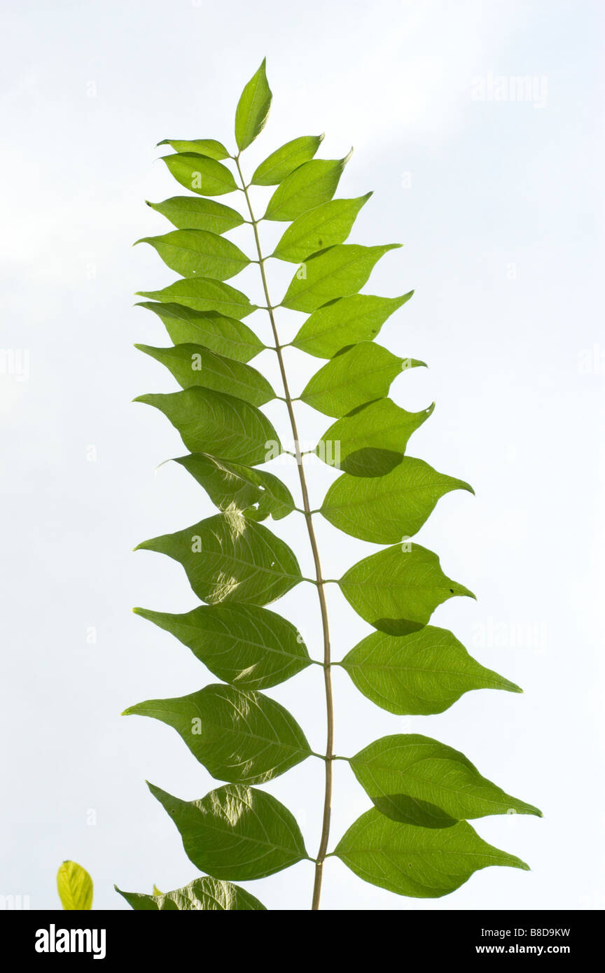 Foglie verdi di Amur caprifoglio - caprifoliaceae, Lonicera Maackii, Asia Foto Stock