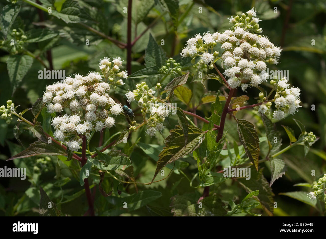 Fiori bianchi di minore snakeroot, Eupatorium aromaticum, Ageratina aromatica Foto Stock