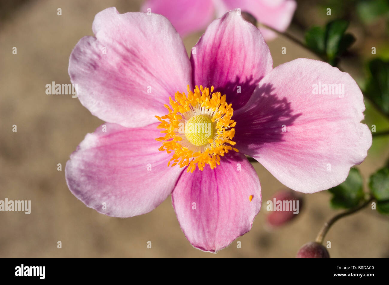 Thimbleweed giapponese, Giapponese, Windflower Anemone giapponese, Giapponese Thimbleflower, Anemone hupehensis hort. Il fascino di settembre Foto Stock