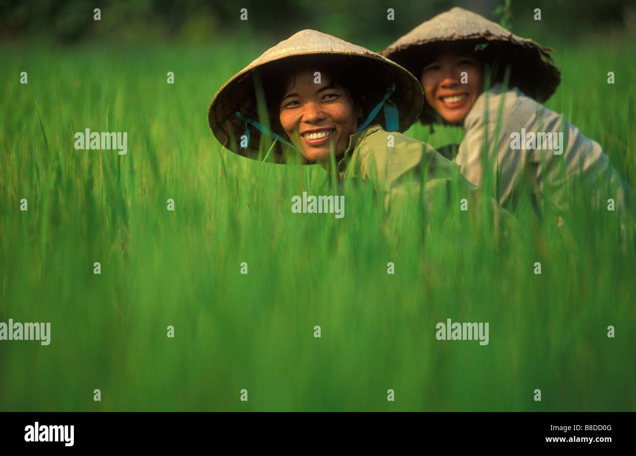 Le donne che lavorano nelle risaie, Delta del Mekong, ben tre Provincia, Vietnam Foto Stock