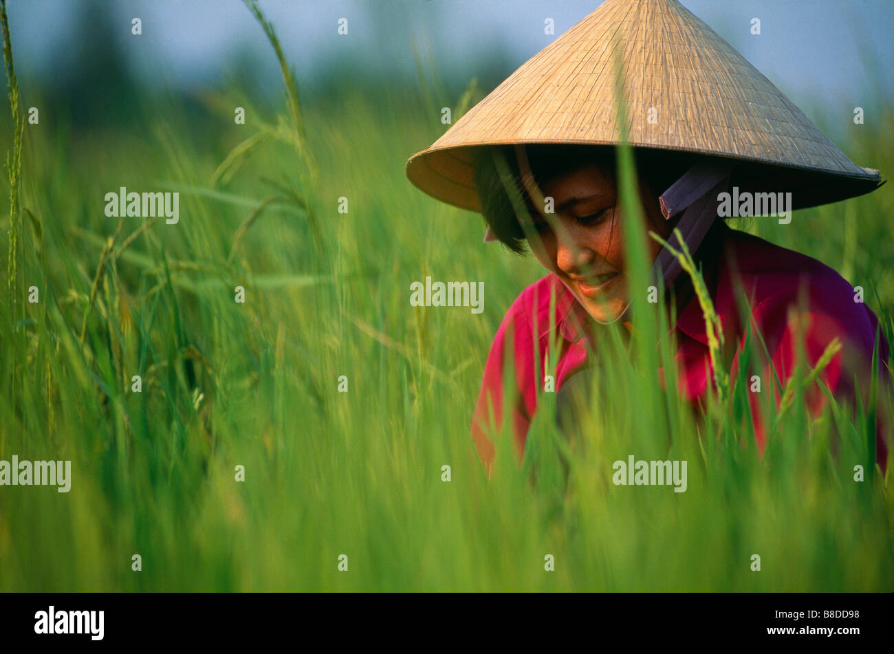 Donna che lavorano nelle risaie, Delta del Mekong, ben tre Provincia, Vietnam Foto Stock
