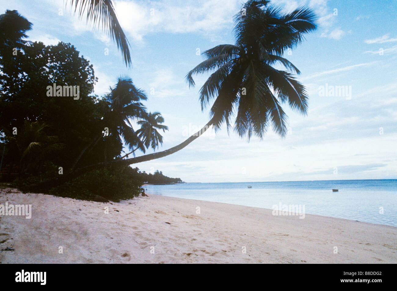 Seychelles takamaka un albero su una solitaria spiaggia soleggiata nelle Seychelles. Foto Stock