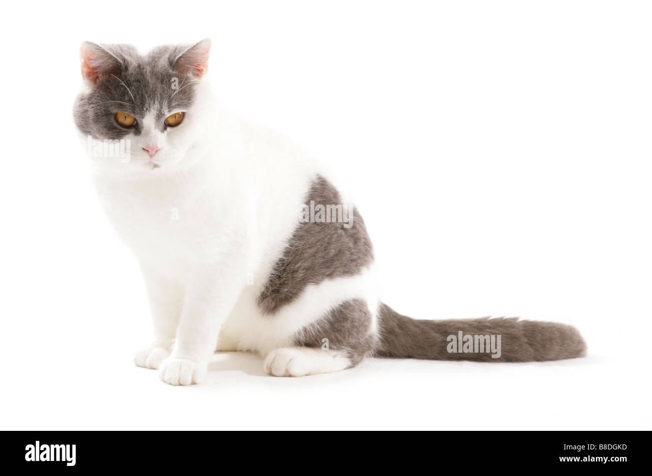 British Shorthair lilac e white cat ritratto Studio Foto Stock