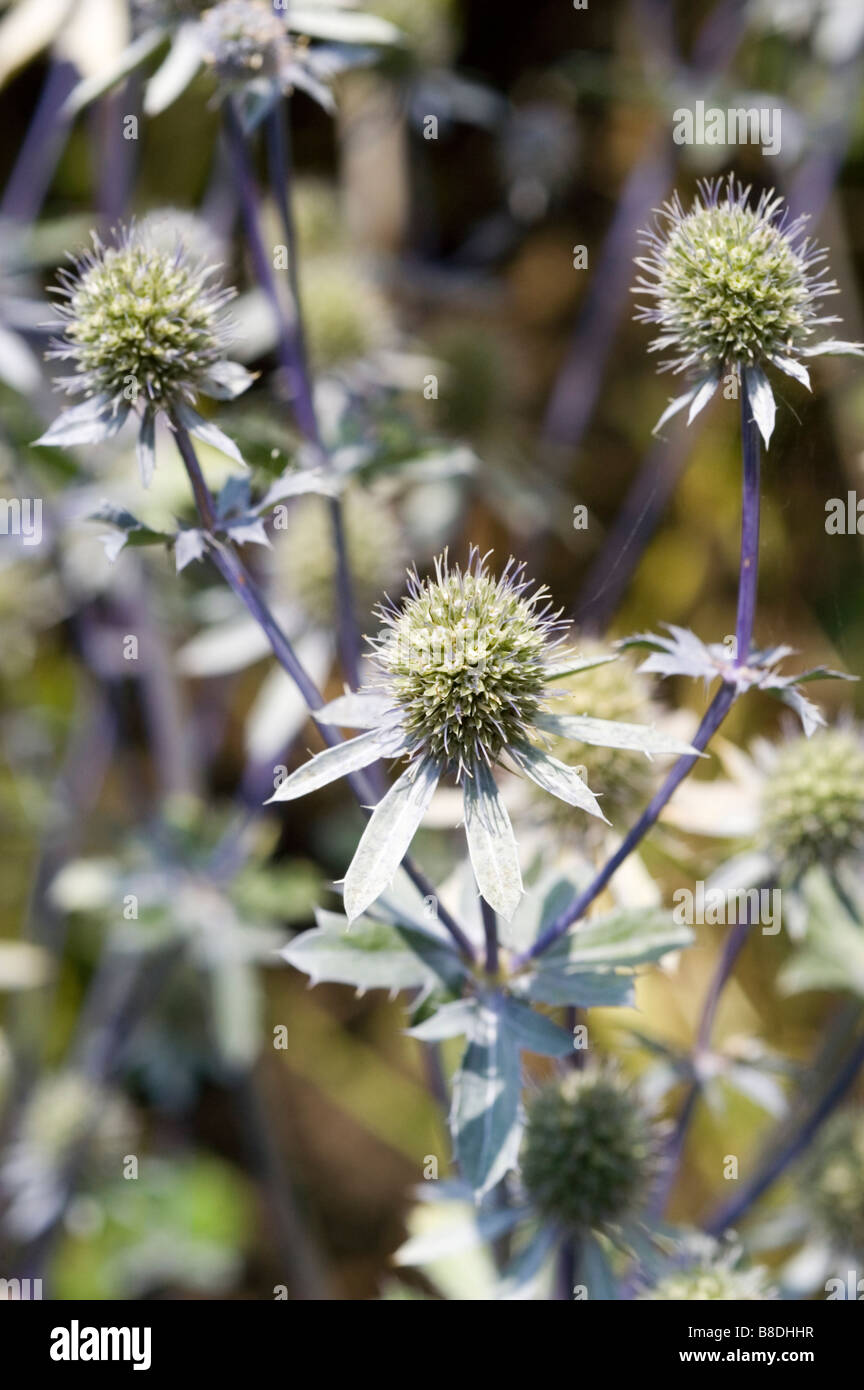 Mare Holly, Apiaceae, Eryngium dichotomum Foto Stock