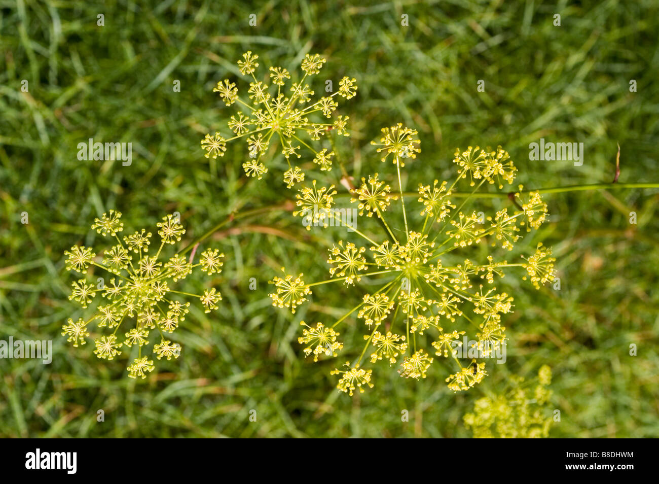 Fiori gialli di Apiaceae, Peucedanum luxurians, monti caucasici, grande fonte di rara cumarine Foto Stock