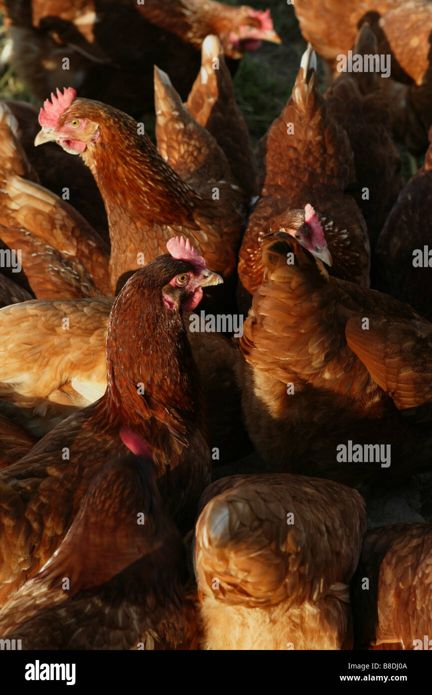 Suffolk, Regno Unito Foto Stock