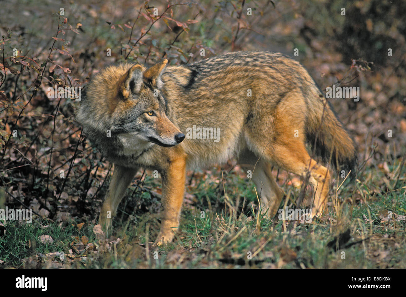 Tk0263, Thomas Kitchin; Coyote orientale Nova Scotia Canis latrans thamnos Foto Stock