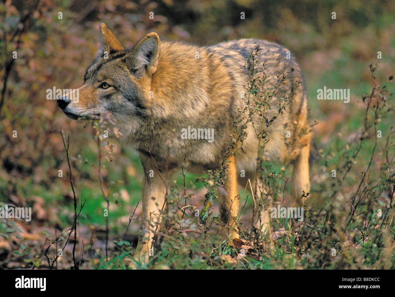 Tk0265, Thomas Kitchin; Coyote orientale Nova Scotia Canis latrans thamnos Foto Stock